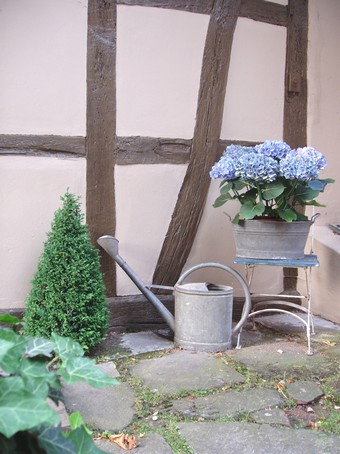 Hortensias devant une maison alsacienne à Diebolsheim